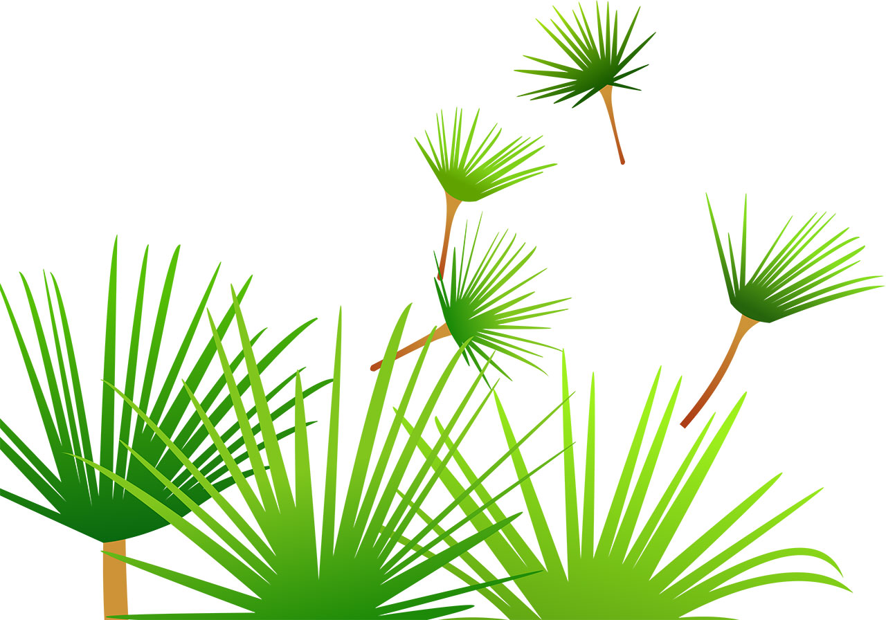 Beautiful green leaves vector graphic. Palm fronds vector graphic. Beautiful green leaflets vector graphic. Green foliage vector graphic. Green palm fronds floating in the wind vector graphic. Vector graphic with CC0 license, best for a variety of projects, including designs, animations, and more.