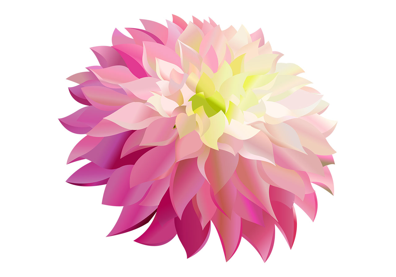 Blooming dahlia flower vector graphic. A single, large dahlia flower with layered petals vector graphic. Stunning flower vector graphic. A pink-magenta large dahlia flower in full bloom vector graphic. Vector graphic with CC0 license, best for a variety of projects, including designs, animations, and more.