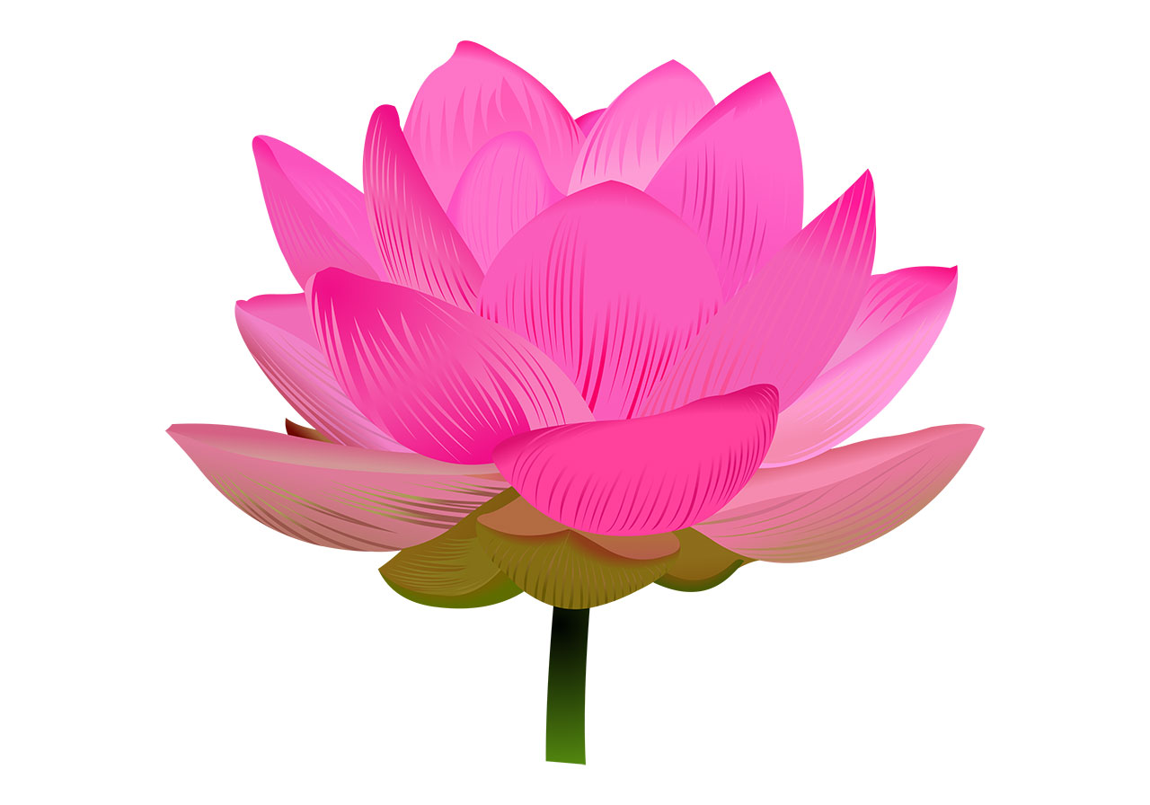 Flower, pink lotus vector graphic. Stunning pink lotus, lily flower vector graphic. A single, vibrant pink lotus flower in full bloom vector graphic. Pink lotus blossoms vector graphic. Vector graphic with CC0 license, best for a variety of projects, including designs, animations, and more.
