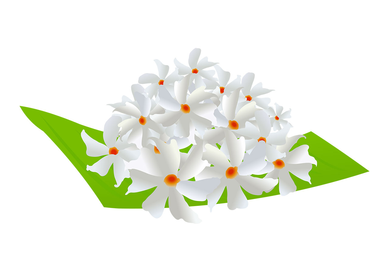 Night Jasmine, flowers vector graphic. Stunning Night Jasmine flowers on a green banana leaf vector graphic. Parijat or Coral Jasmine flowers or siuli flowers on a banana leaf vector graphic. Vector graphic with CC0 license, best for a variety of projects, including designs, animations, and more.