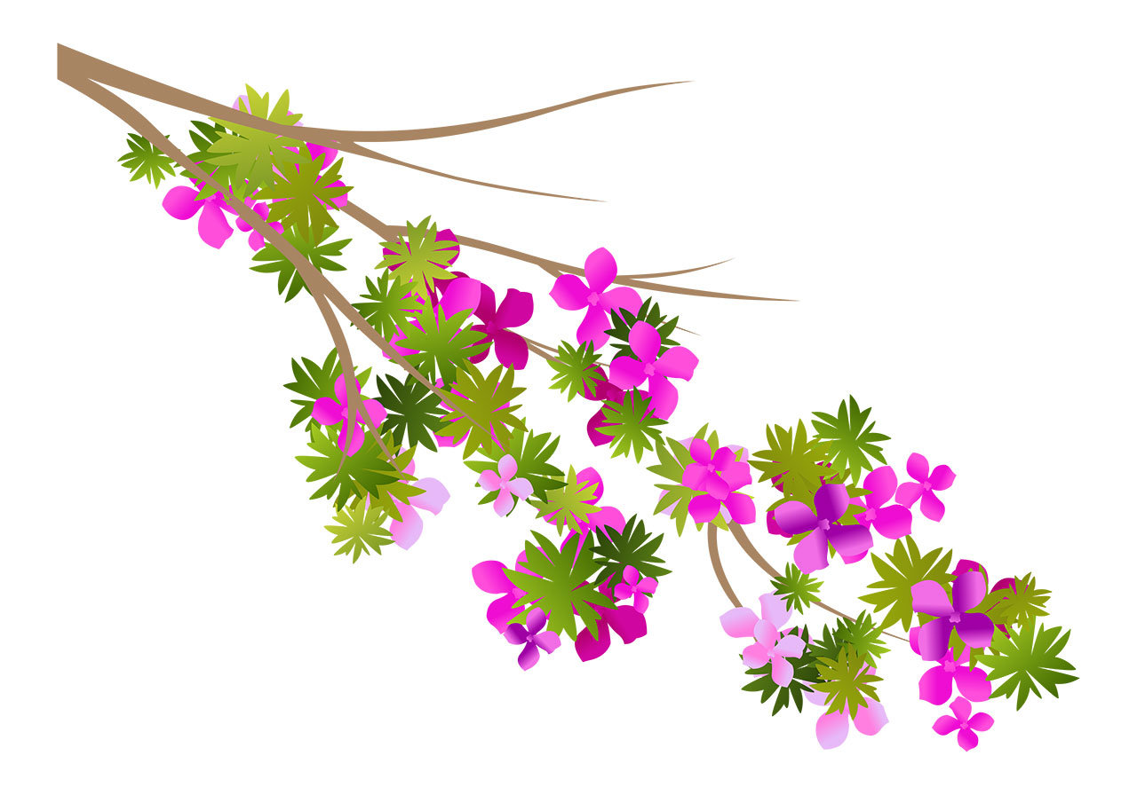 Pink cherry flowers vector graphic. A branch of a cherry flowering plant, showcasing a cluster of vibrant pink and purple flowers and lush green leaves, vector graphic. Cherry, sakura flowers vector graphic. Vector graphic with CC0 license, best for a variety of projects, including designs, animations, and more.