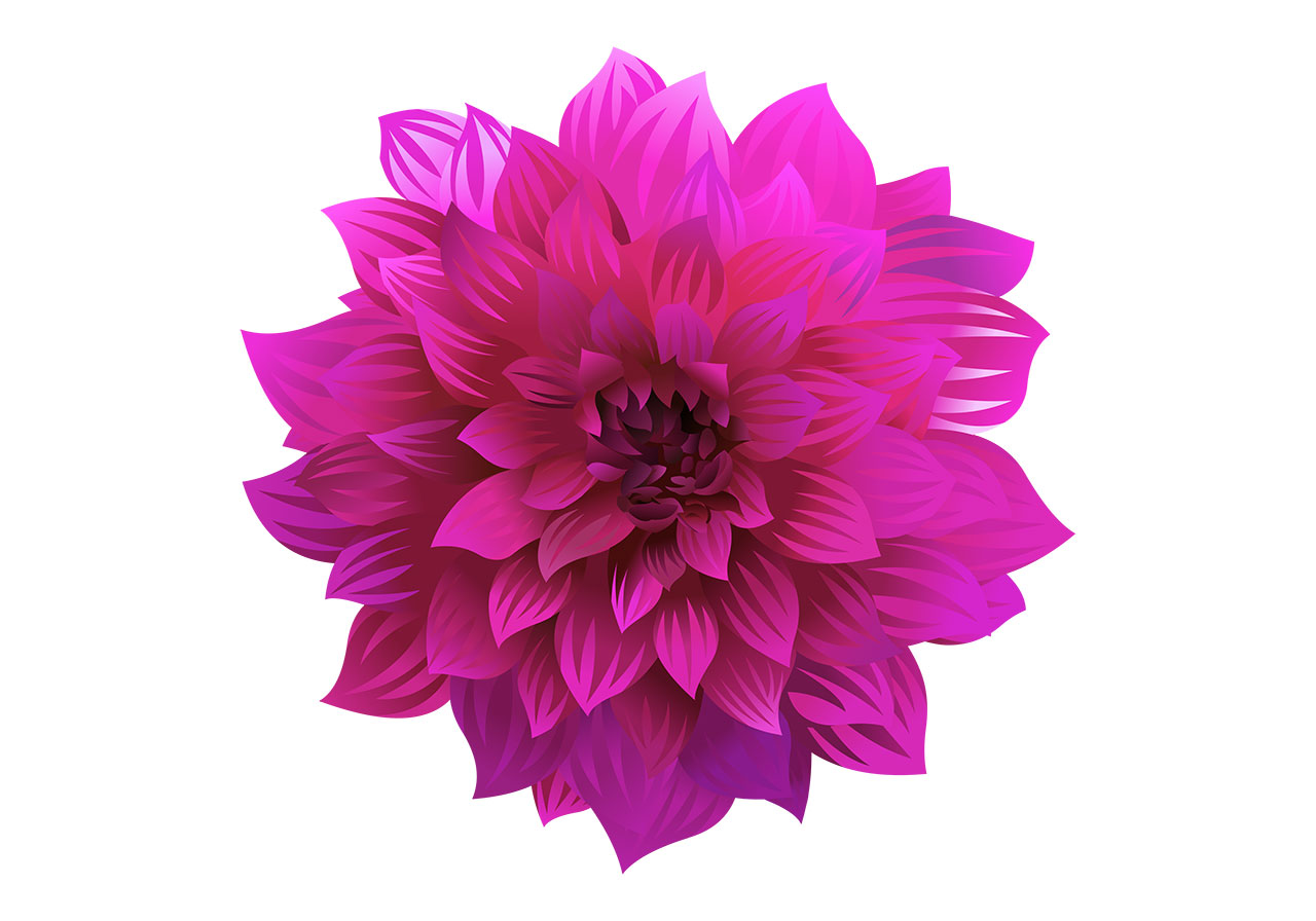 Pink dahlia flower vector graphic. Beautiful dahlia flower in full bloom vector graphic. A perfectly formed, opulent bloom, vibrant pink dahlia flower vector graphic. Pink dahlia blossoms vector graphic. Vector graphic with CC0 license, best for a variety of projects, including designs, animations, and more.