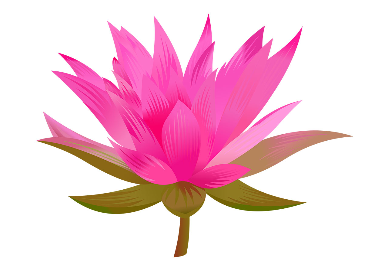 Pink lotus flower vector graphic. Stylized lotus flower in full bloom vector graphic. Beautiful pink lily flower vector graphic. Stunning red-pink, single lotus flower in full bloom vector graphic. Vector graphic with CC0 license, best for a variety of projects, including designs, animations, and more.