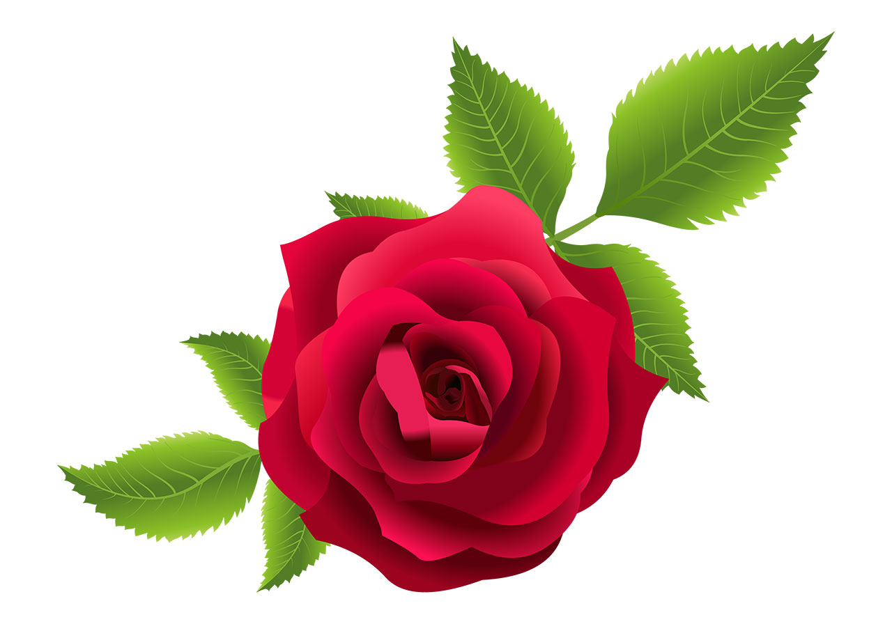 Rose with leaves vector graphic. Red rose flower with leaves vector graphic. Beautiful, fully bloomed red rose with green leaves vector graphic. Stunning flower with leaves vector graphic. Vector graphic with CC0 license, best for a variety of projects, including designs, animations, and more.