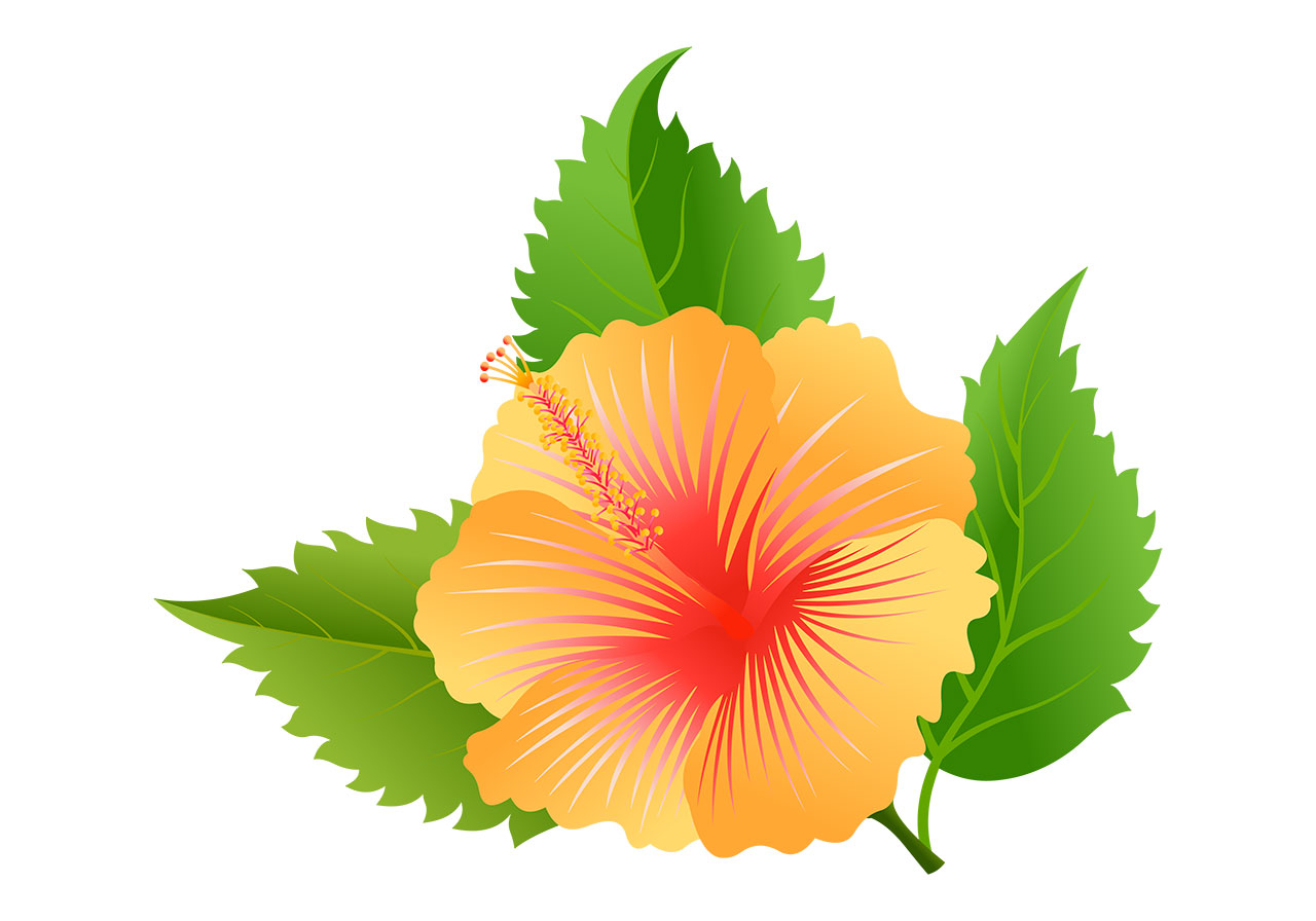 Yellow hibiscus flower vector graphic. Beautiful yellow hibiscus flower with green leaves vector graphic. Flower with leaves vector graphic. A vibrant, stylized hibiscus flower vector graphic. Vector graphic with CC0 license, best for a variety of projects, including designs, animations, and more.