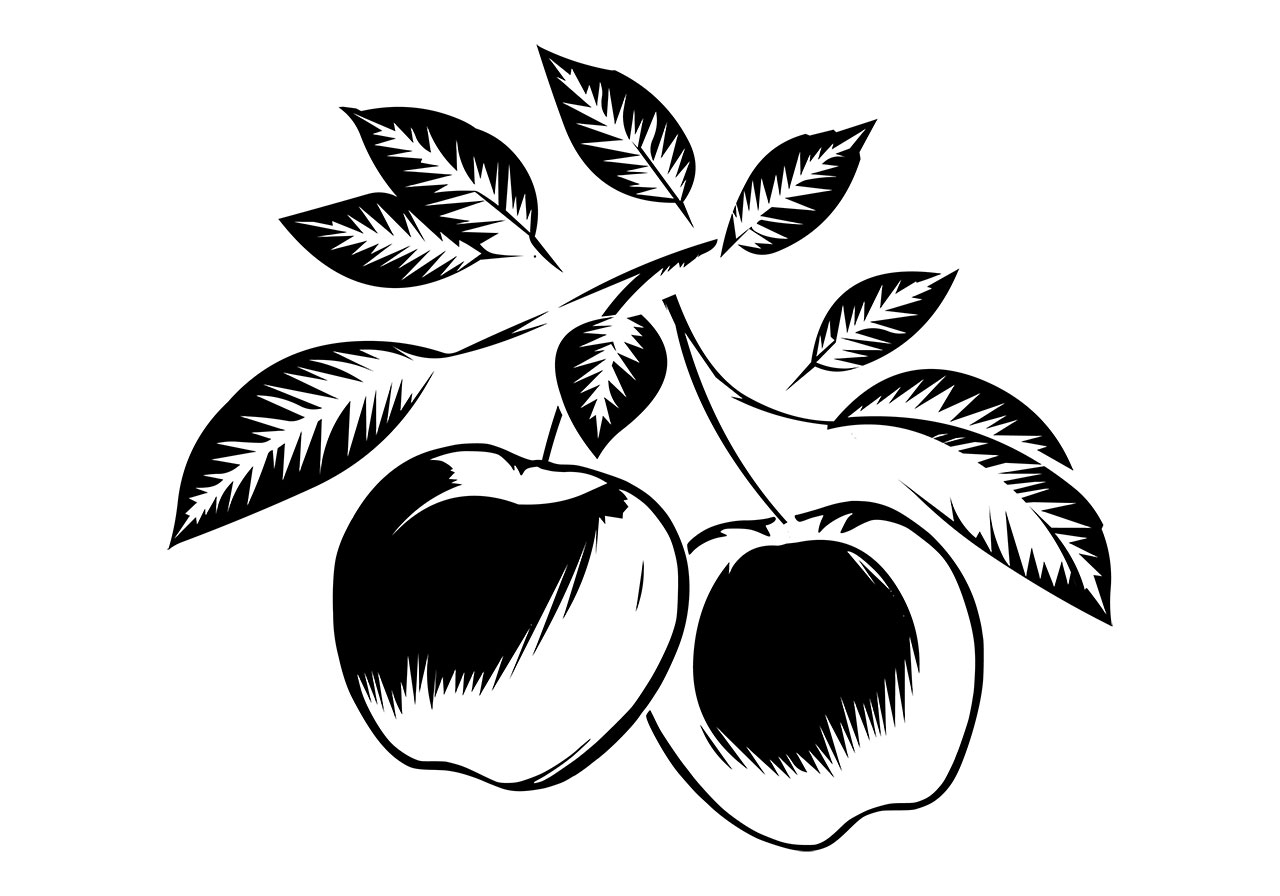 Apples, branches, fruits vector graphic. Black and white clip art of an apple branches vector graphic. Black and white line art of apple fruits with leaves in branches vector graphic. Vector graphic with CC0 license, best for a variety of projects, including designs, animations, and more.