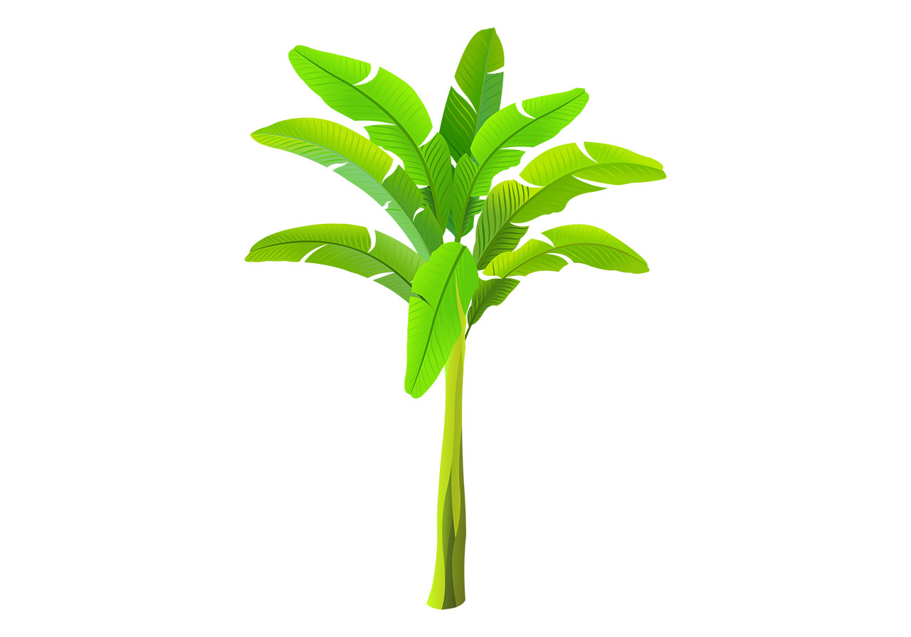 Banana tree, plant vector graphic. Beautiful banana plant vector graphic. Stunning green banana tree with green trunk vector graphic. A stylized, vibrant illustration of a banana tree vector graphic. Vector graphic with CC0 license, best for a variety of projects, including designs, animations, and more.
