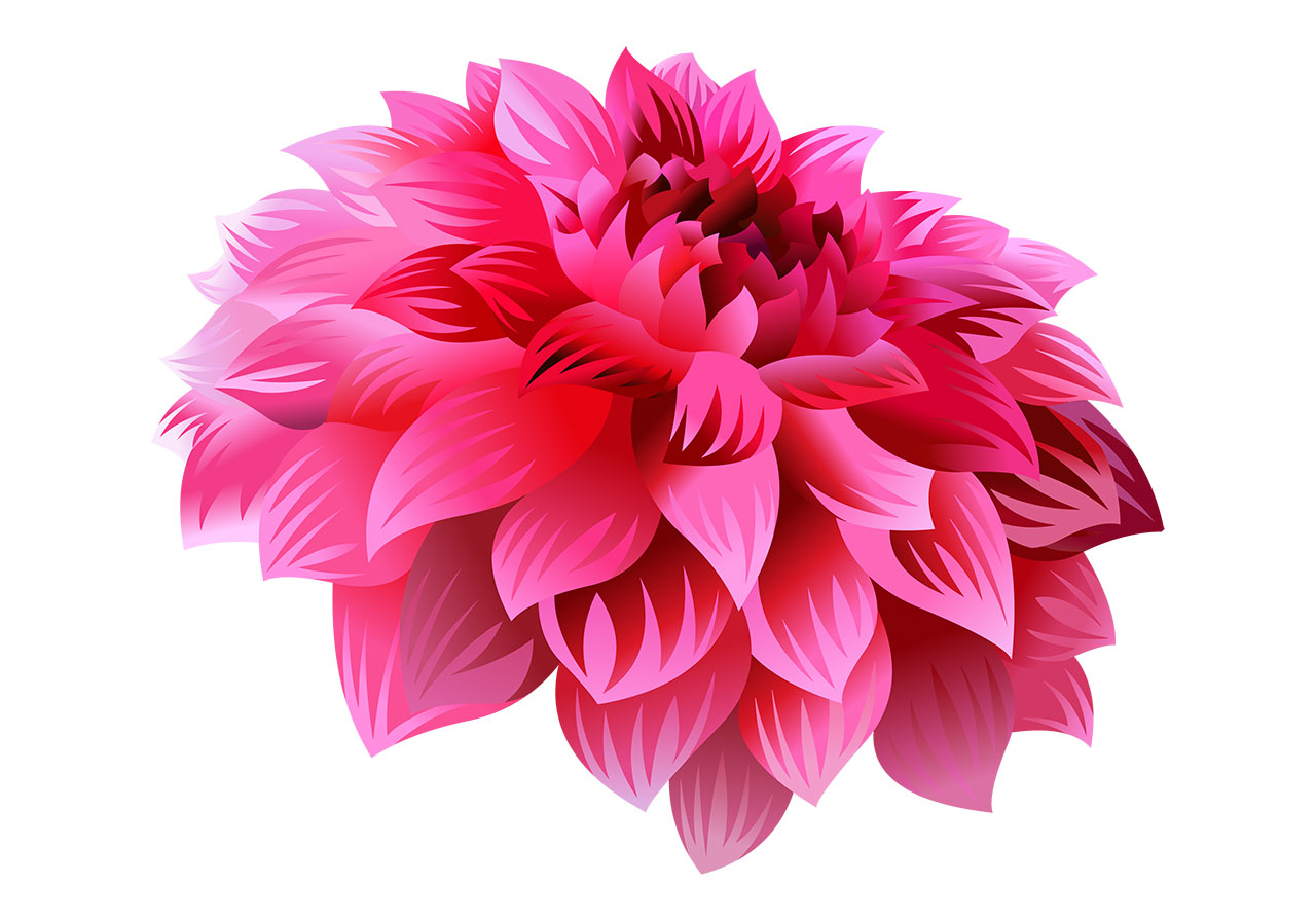 Bloom, dahlia flower vector graphic. Stunning pink dahlia flower vector graphic. Dahlia flower in full bloom vector graphic. A single, stylized dahlia flower captured from a three-quarter perspective, showcasing its intricate, layered petals, vector graphic. Vector graphic with CC0 license, best for a variety of projects, including designs, animations, and more.