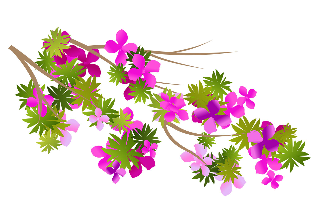 Blooms, blossoms, flowers vector graphic. Stunning cherry, sakura flowers branch vector graphic. A cluster of branches adorned with vibrant pink and purple flowers and lush green leaves, vector graphic. Vector graphic with CC0 license, best for a variety of projects, including designs, animations, and more.
