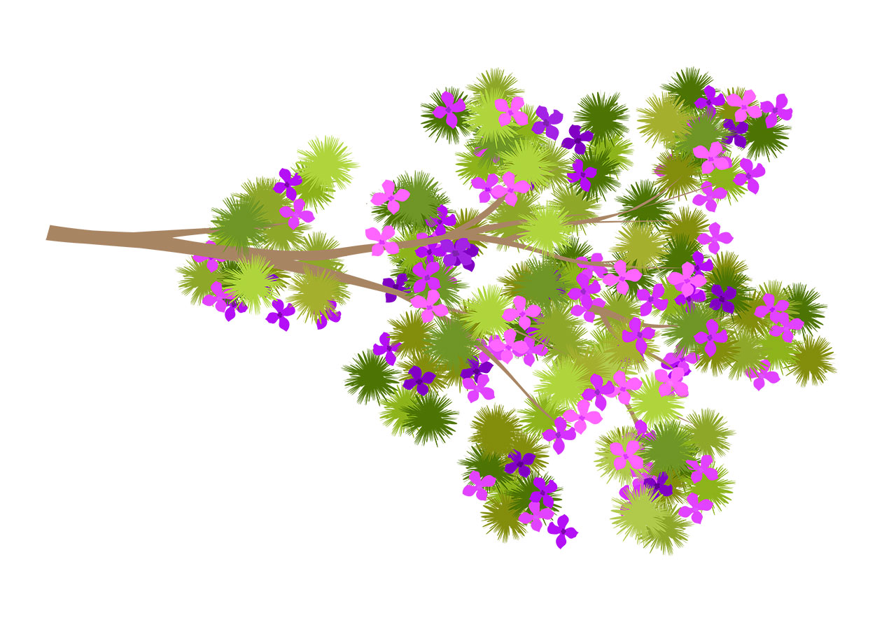 Cherry flowers branch vector graphic. A blooming branch of a cherry tree vector graphic. A branch with clusters of vibrant green, spiky foliage and delicate, star-shaped flowers, vector graphic. Vector graphic with CC0 license, best for a variety of projects, including designs, animations, and more.