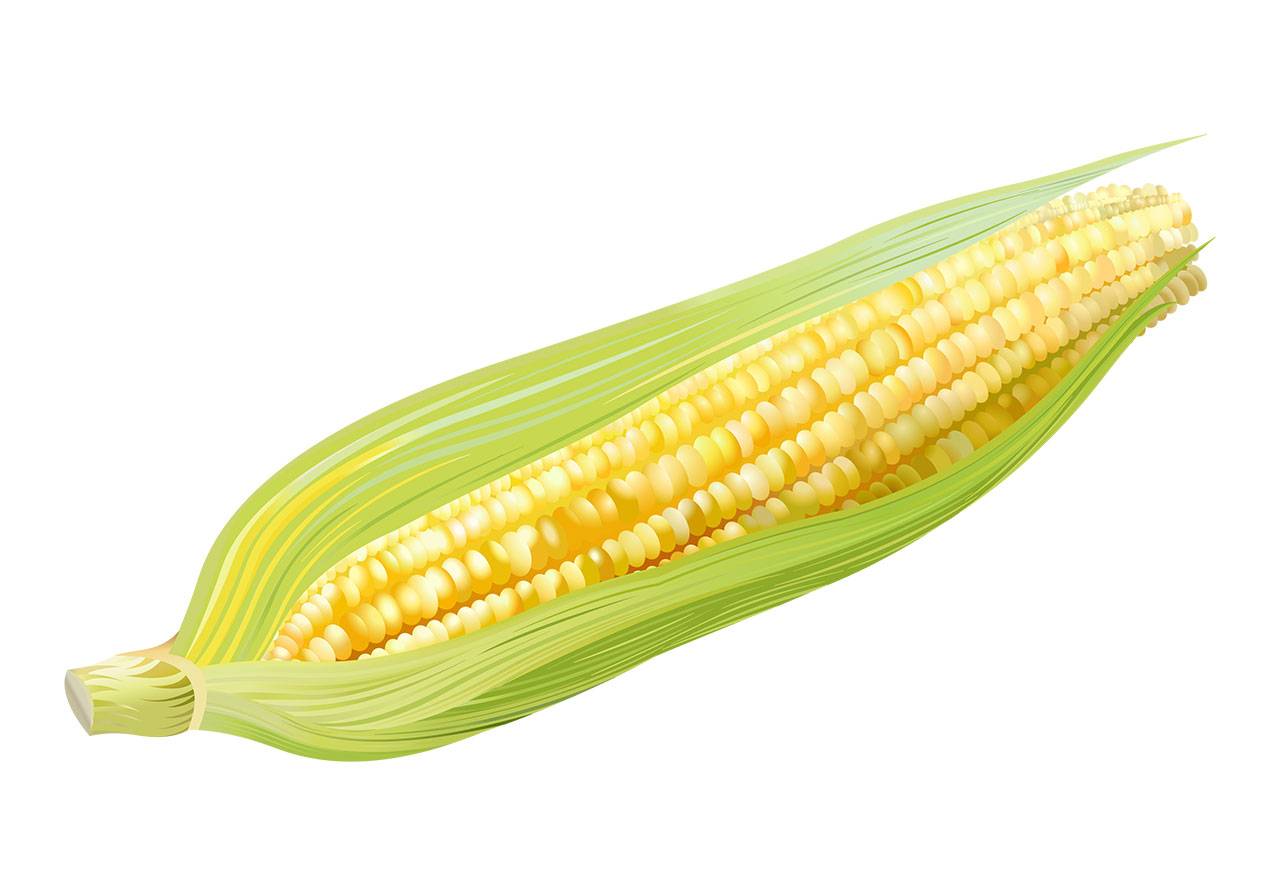 Corn, corncob, maize vector graphic. A single ear of corn vector graphic. A fresh and ripe corncob vector graphic. Partially husked corn, with the bright yellow kernels exposed and arranged in neat rows, vector graphic. Vector graphic with CC0 license, best for a variety of projects, including designs, animations, and more.
