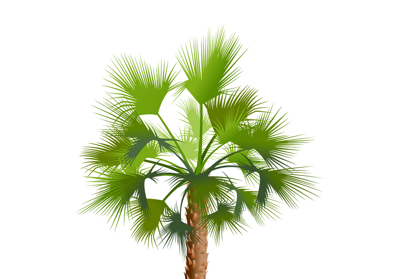 Date palm tree vector graphic. A stunning, lush green palm tree vector graphic. A close-up view of the upper portion of a palm tree vector graphic. A beautiful palm tree with distinctive fan-shaped fronds and a segment of textured trunk vector graphic. Vector graphic with CC0 license, best for a variety of projects, including designs, animations, and more.