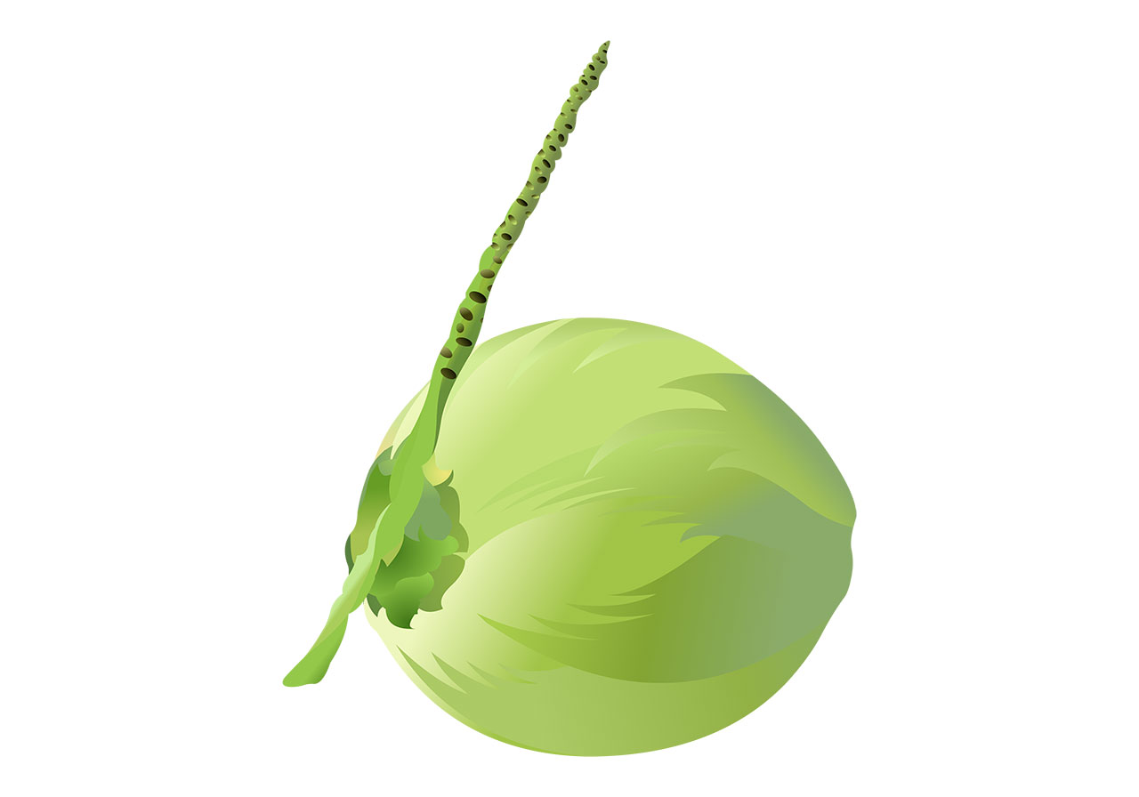 Green coconut, fruit vector graphic. A single, green, unripe coconut vector graphic. A freshly picked green coconut vector graphic. Stunning fruit vector graphic. Vector graphic with CC0 license, best for a variety of projects, including designs, animations, and more.