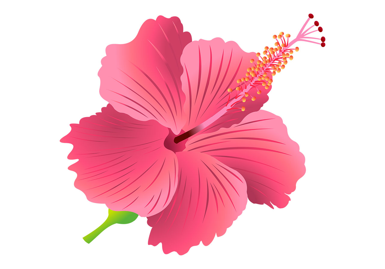 Hibiscus, bloom, flower vector graphic. Pink hibiscus flower in full bloom vector graphic. Close-up view of a vibrant hibiscus flower in full bloom, with its large, delicate petals unfurled, showcasing its intricate details vector graphic. Vector graphic with CC0 license, best for a variety of projects, including designs, animations, and more.
