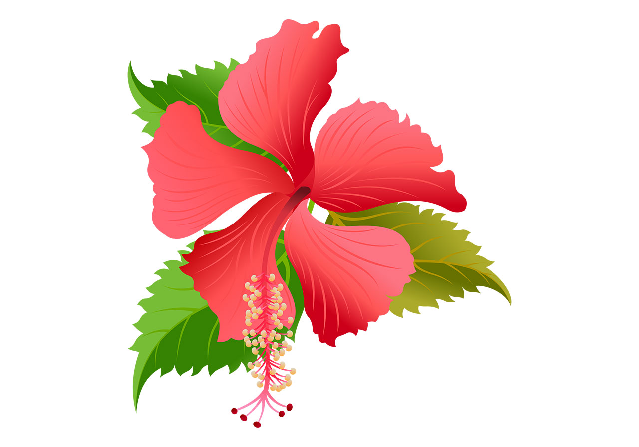 Hibiscus, blooms, flower vector graphic. Red hibiscus flower with leaves vector graphic. Red hibiscus flower in full bloom vector graphic. Flower with leaves vector graphic. Vector graphic with CC0 license, best for a variety of projects, including designs, animations, and more.