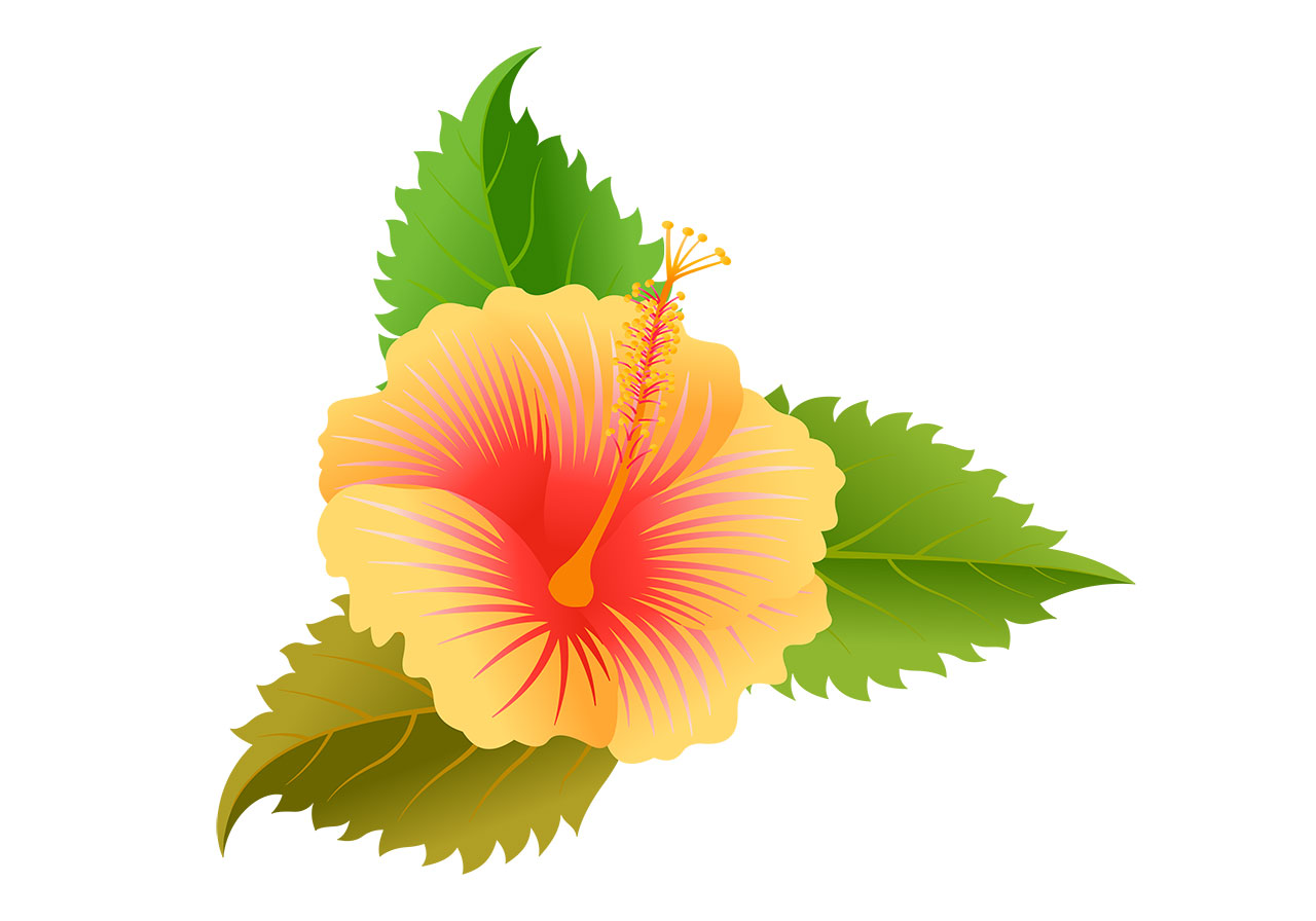 Hibiscus, flower, bloom vector graphic. Beautiful hibiscus flower in full bloom, with leaves vector graphic. Stunning yellow hibiscus flower with leaves vector graphic. Flower with leaves vector graphic. Vector graphic with CC0 license, best for a variety of projects, including designs, animations, and more.