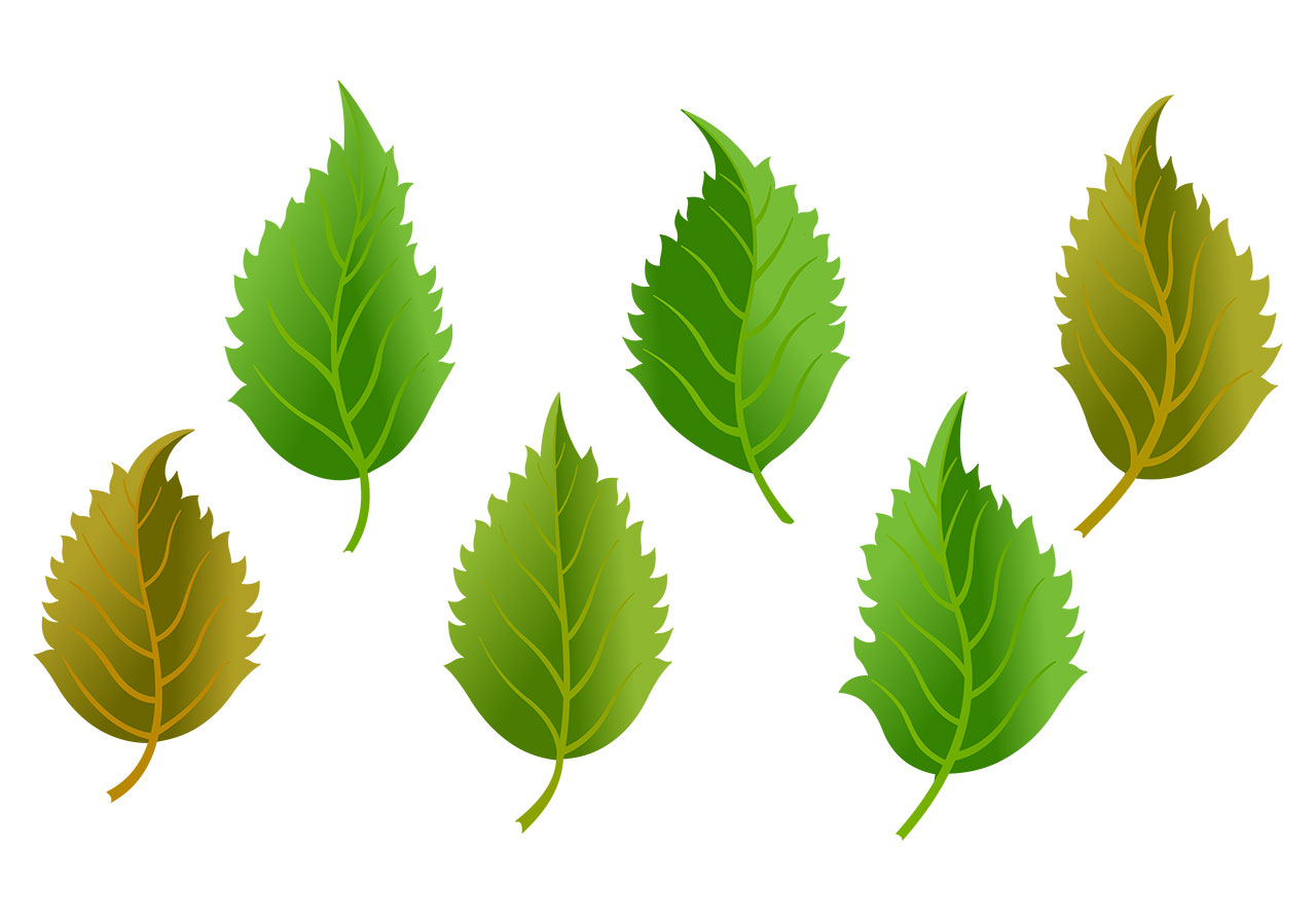 Hibiscus leaf, leaves vector graphic. A set of green hibiscus leaves vector graphic. A set of vibrant green, shades of yellow, and brown leaves vector graphic. Leaf, Leaves vector graphic. Vector graphic with CC0 license, best for a variety of projects, including designs, animations, and more.