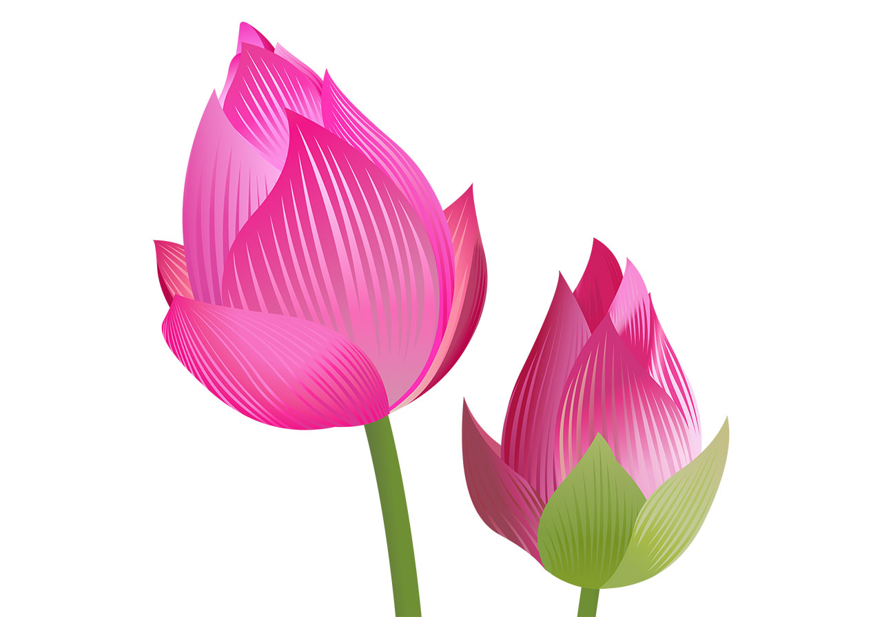 Lotus buds, flowers vector graphic. Stunning pink lotus buds vector graphic. Two lotus flower buds, in a close-up view vector graphic. Two beautiful pink lotus flowers, not yet fully bloomed, vector graphic. Vector graphic with CC0 license, best for a variety of projects, including designs, animations, and more.