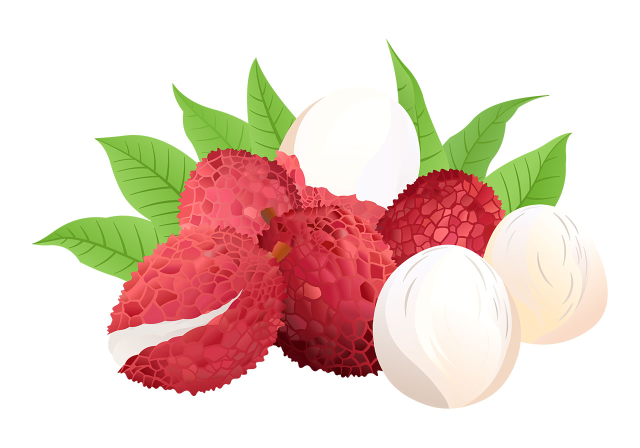 Lychees with leaves vector graphic. Stunning lychees and their peeled, edible flesh with green leaves vector graphic. Beautiful ripe lychee fruits with leaves vector graphic. Peeled lychees placed in front of some whole lychees with green leaves vector graphic. Vector graphic with CC0 license, best for a variety of projects, including designs, animations, and more.