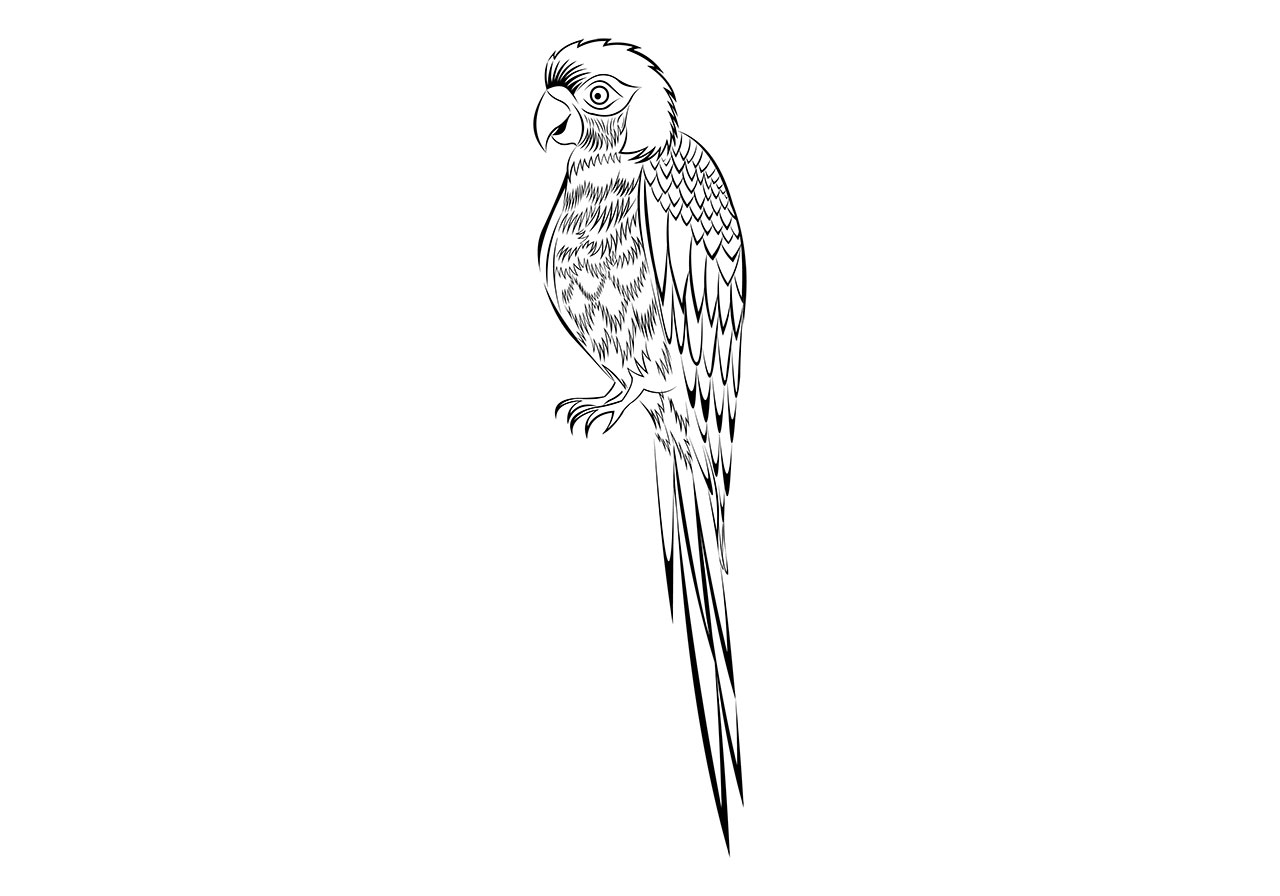 Macaw bird, animal vector graphic. Beautiful macaw clip art vector graphic. Bird line art vector graphic. Black and white bird vector graphic. Vector graphic with CC0 license, best for a variety of projects, including designs, animations, and more.