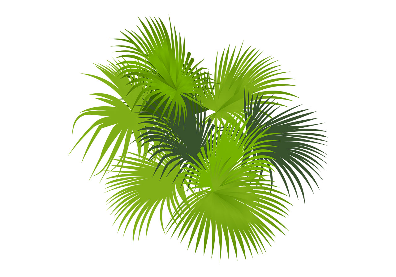 Palm, bush, shrub vector graphic. Stunning green palm plant vector graphic. A cluster of vibrant palm fronds vector graphic. Beautiful green foliage, palm plant vector graphic. Vector graphic with CC0 license, best for a variety of projects, including designs, animations, and more.