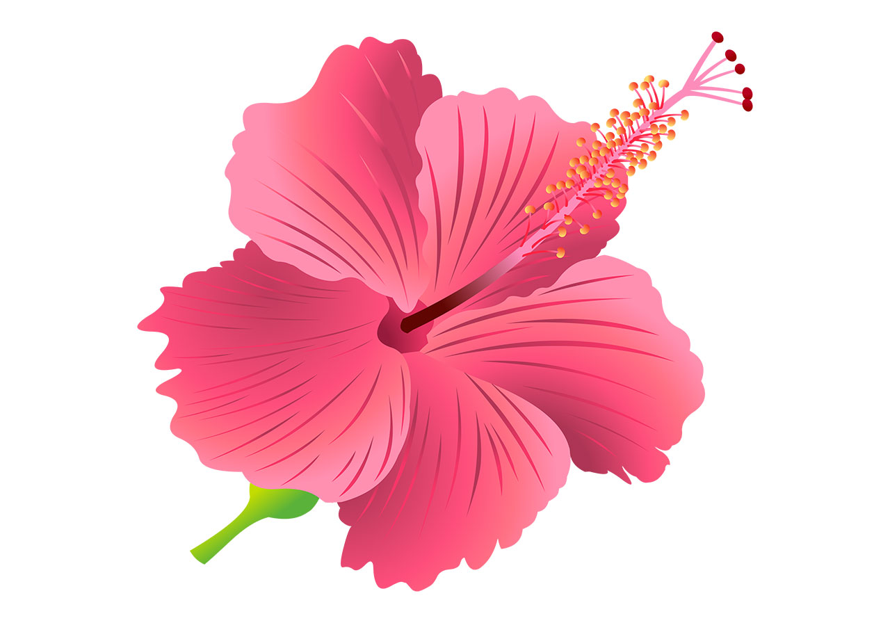 Pink hibiscus flower vector graphic. A beautiful hibiscus flower in full bloom vector graphic. Pink hibiscus blossoms vector graphic. A divine hibiscus flower vector graphic. Vector graphic with CC0 license, best for a variety of projects, including designs, animations, and more.