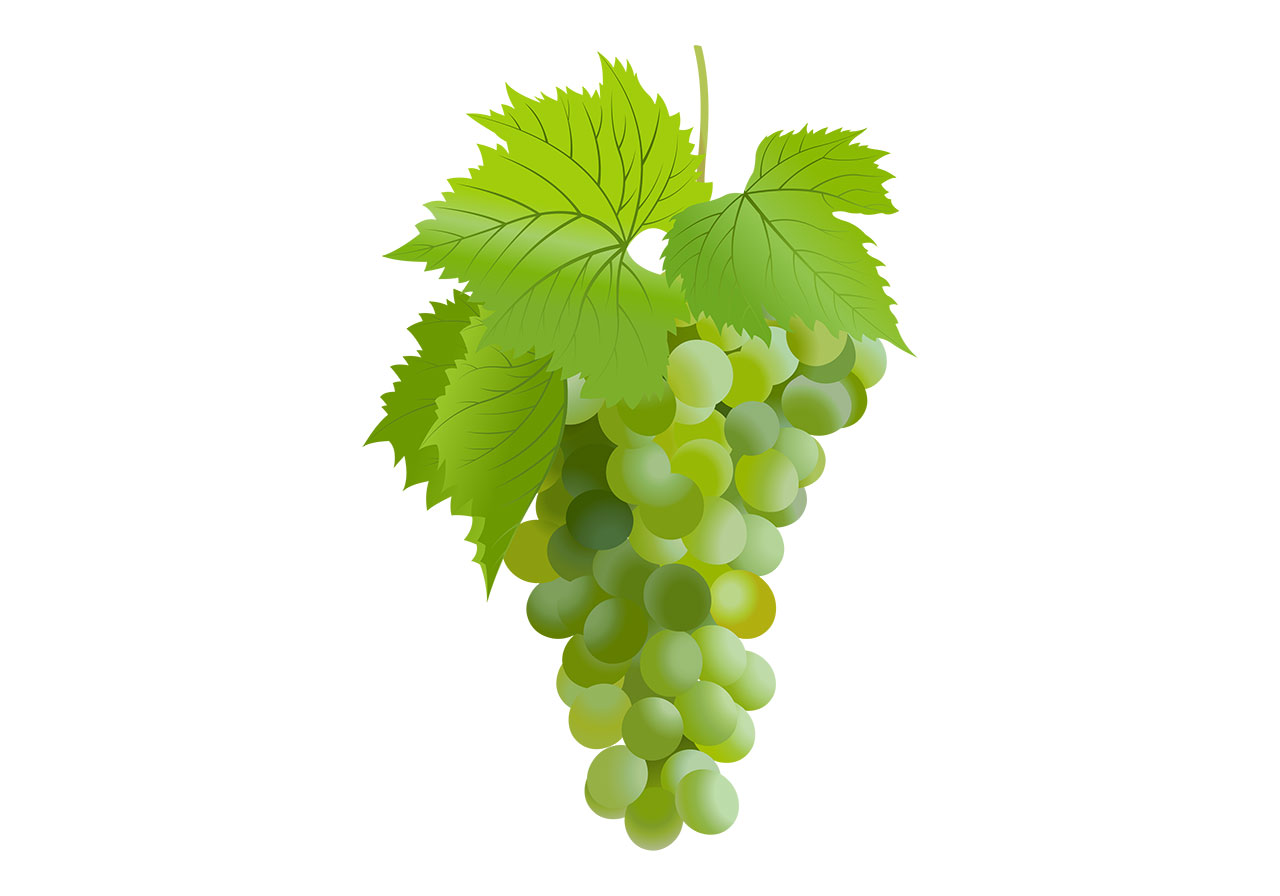 Ripe grapes, fruits vector graphic. Stunning ripe grapes with leaves vector graphic. Fruits with leaves vector graphic. Beautiful green grapes with leaves hanging downwards vector graphic. Vector graphic with CC0 license, best for a variety of projects, including designs, animations, and more.