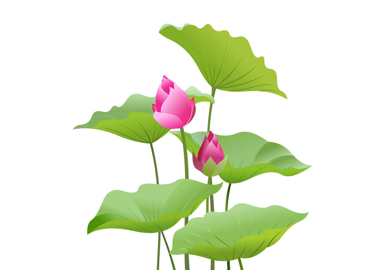 Beautiful lotus buds vector graphic. Stunning lotus flower buds with leaves vector graphic. Flowers with leaves vector graphic. Beautiful pink lotus buds with green leaves vector graphic. Vector graphic with CC0 license, best for a variety of projects, including designs, animations, and more.