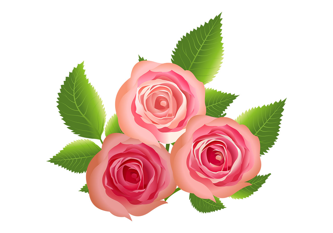 Beautiful roses, flowers vector graphic. Beautiful roses with leaves vector graphic. Three fully bloomed roses, accompanied by lush green leaves vector graphic. Flowers with leaves vector graphic. Vector graphic with CC0 license, best for a variety of projects, including designs, animations, and more.