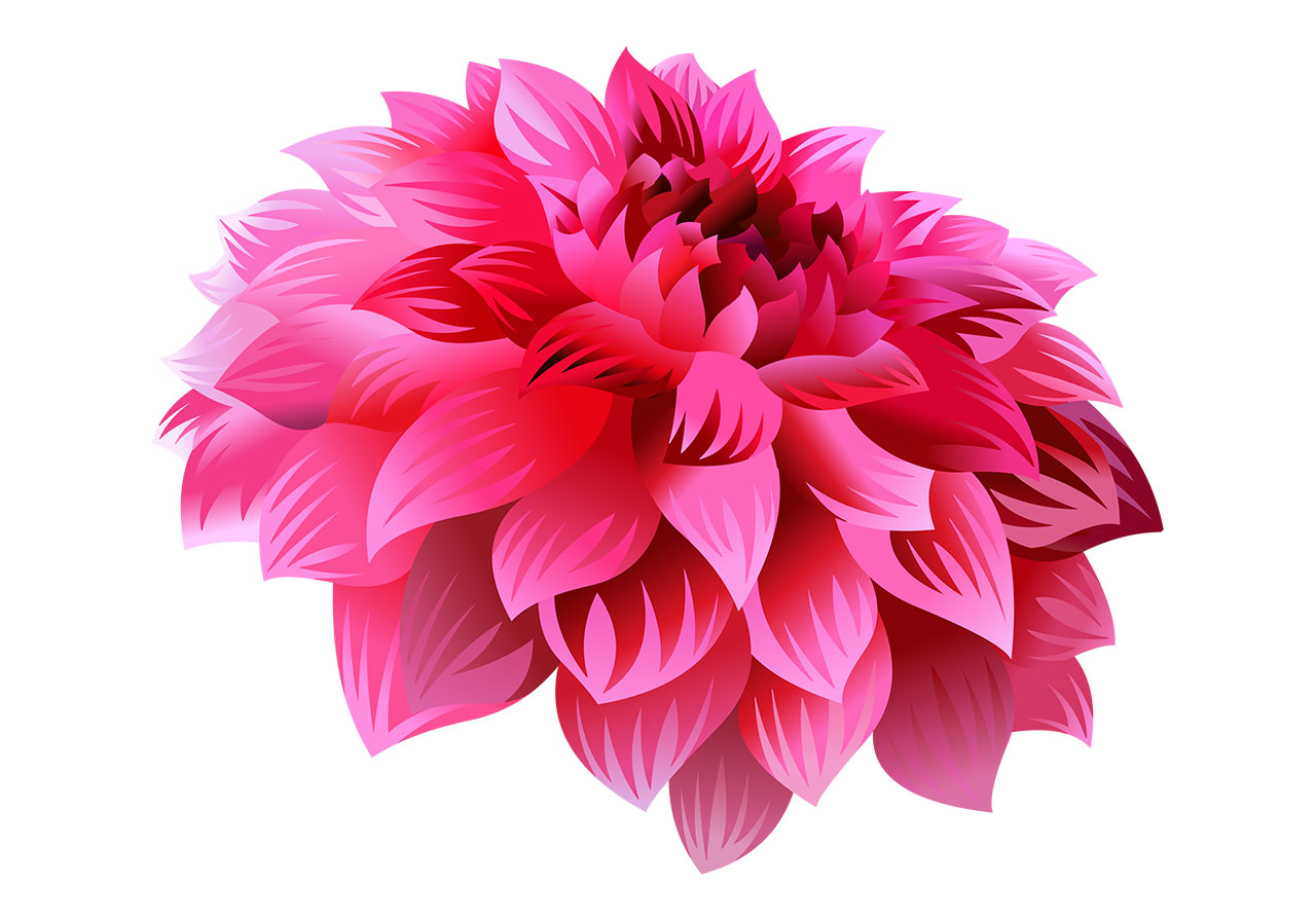 Dahlia, bloom, flower vector graphic. A stunning pink dahlia flower in full bloom vector graphic. Beautiful flower vector graphic. A single, vibrant dahlia flower depicted from a slightly elevated, three-quarter perspective, revealing its intricate layers of petals vector graphic. Vector graphic with CC0 license, best for a variety of projects, including designs, animations, and more.