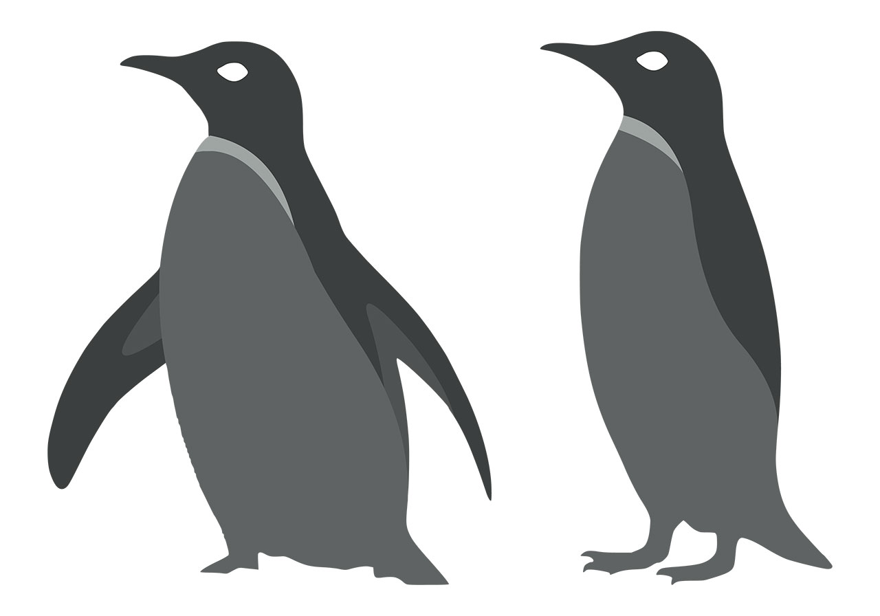 Penguins, Birds, Animals vector graphic. Set of penguin birds, animals vector graphic. Penguins clip art vector graphic. Set of black and white penguins line art vector graphic. Vector graphic with CC0 license, best for a variety of projects, including designs, animations, and more.