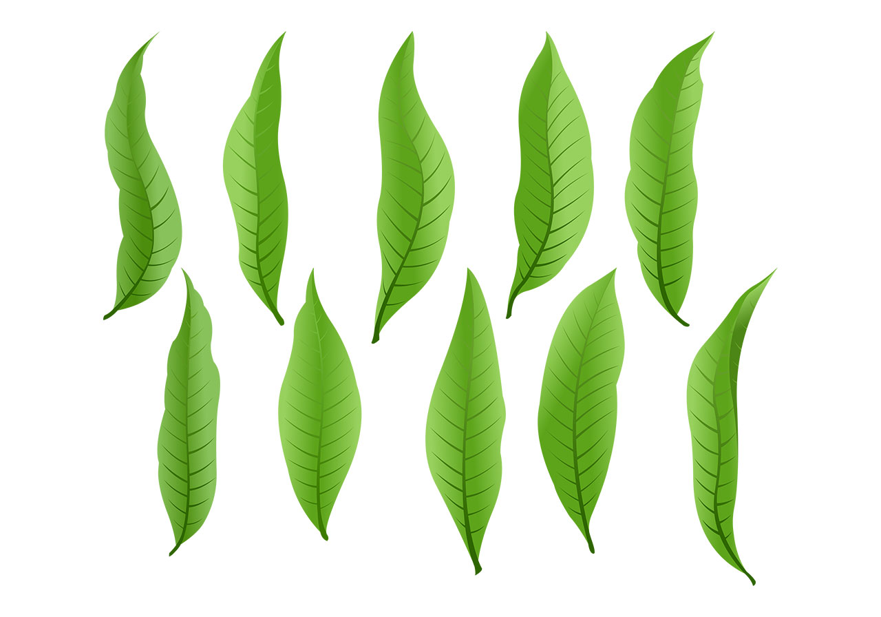Pomegranate's leaves, foliage vector graphic. Beautiful green leaves vector graphic. A collection of ten individual green leaves vector graphic. Leaf, leaves, foliage vector graphic. Vector graphic with CC0 license, best for a variety of projects, including designs, animations, and more.